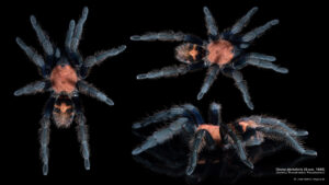 26678664121_649a364b20_k