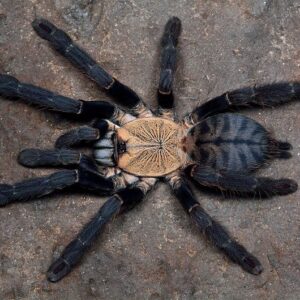 C.sp.hati-hati (Purple Earth Tiger)♀