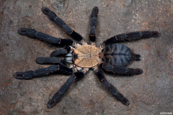 C.sp.hati-hati (Purple Earth Tiger)♀
