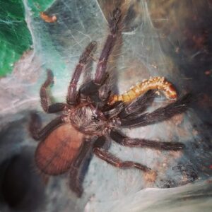 C.Fimbriatus (Indian Violet Tarantula)