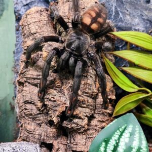 P.irminia (Venezuelan Suntiger) ♀