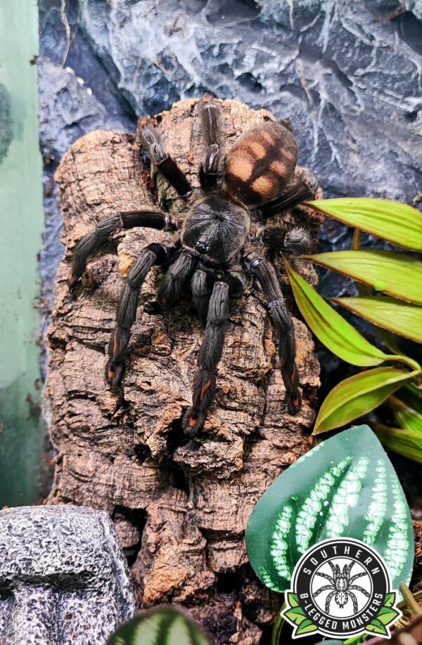 P.irminia (Venezuelan Suntiger) ♀ - Image 2