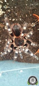A.geniculata