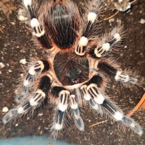 A.geniculata (Brazilian Whiteknee Tarantula) ♀