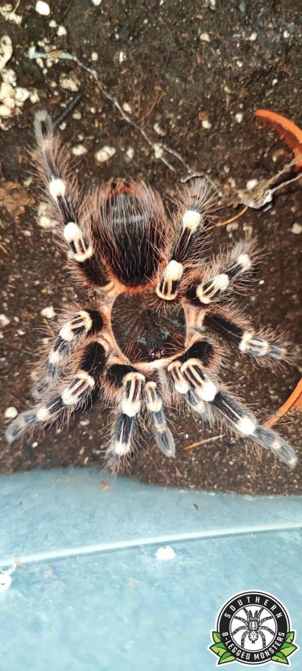 A.geniculata (Brazilian Whiteknee Tarantula) ♀