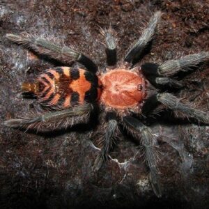 D.pentaloris (Guatemalan Tiger Rump) ♀