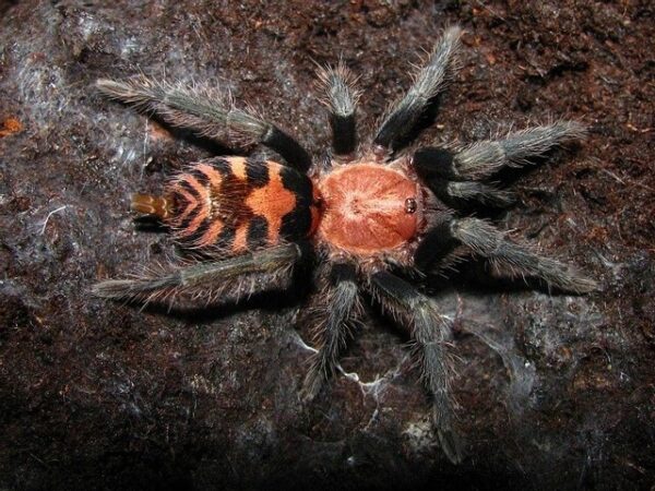 D.pentaloris (Guatemalan Tiger Rump) ♀