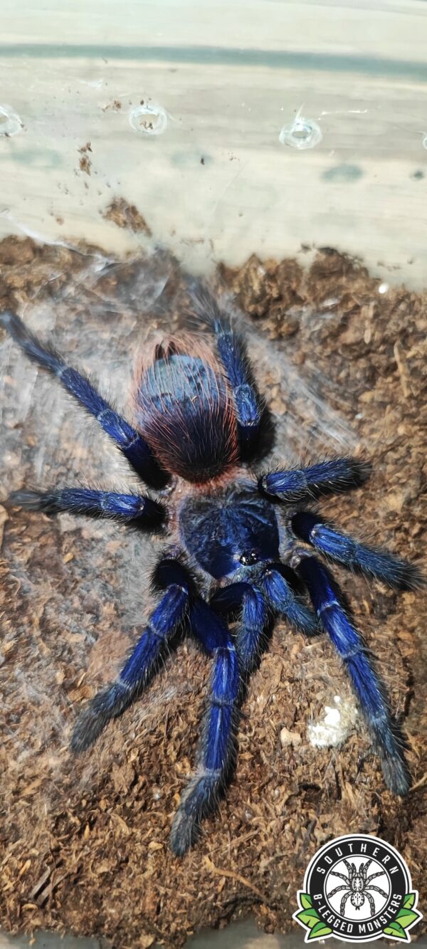 L.sazimai (Brazilian Blue Tarantula) ♀