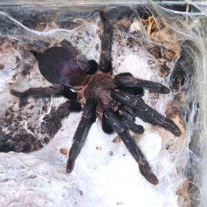 O. sp.quezon-blue (Quezon Blue Earth Tiger)♀