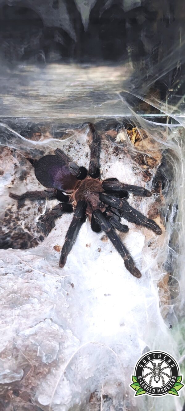 O. sp.quezon-blue (Quezon Blue Earth Tiger)♀