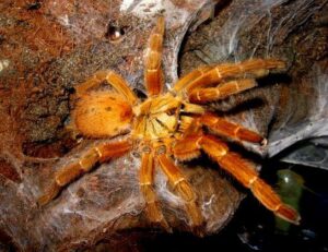 P.murinus 2