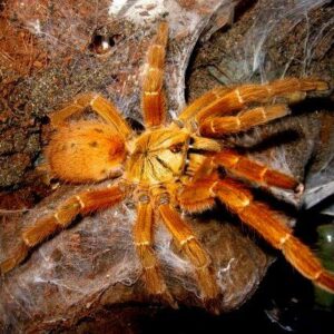 P.murinus (Orange Baboon Tarantula)
