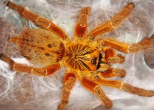 P.murinus