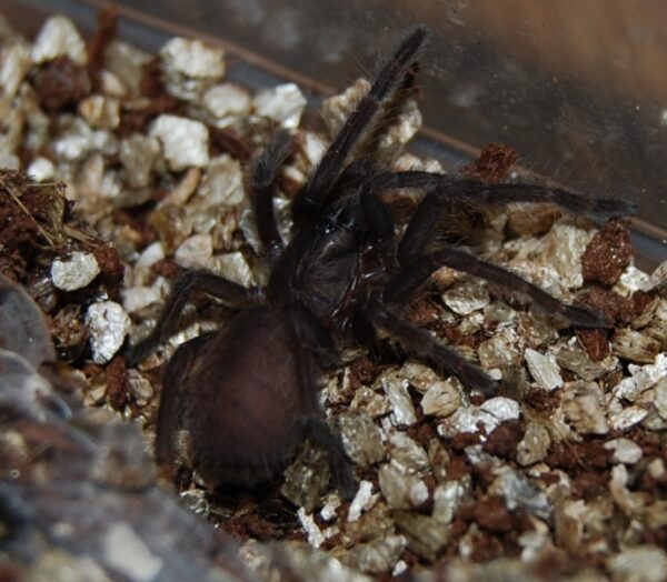 C.Fimbriatus (Indian Violet Tarantula) - Image 2