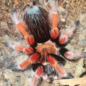 B.boehmei ♀ (Mexican Fireleg Tarantula)