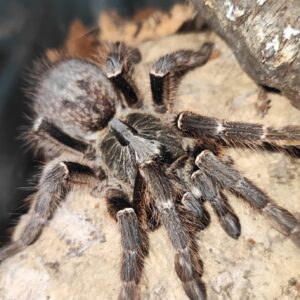 C.darlingi ♀  (Rear Horned Baboon)