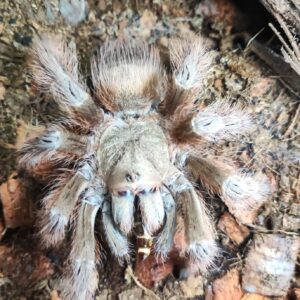 N.tripepii ♀ (Brazilian Giant Blonde)