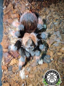 557619775_122142900092834347_3681637014759571086_n