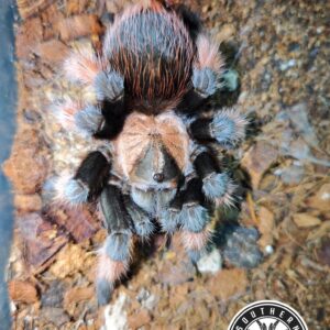 B.emilia ♀ (Mexican Red Leg)