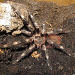 V.chromatus ♂  (Brazilian Red & White)