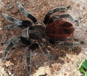 Tliltocatl_vagans_tarantula_480x480