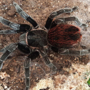 T.vagans ♀ (Mexican red rump)