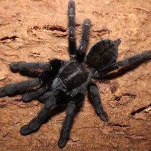 P.arboricola ♀ (Borneo Black)