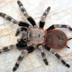 V.chromatus ♀ (Brazilian Red & White)