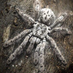 H.maculata ♀ (Togo Starburst Baboon)