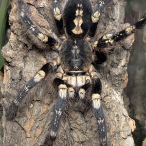 P.sp.lowland ♀ (Ivory Ornamental)