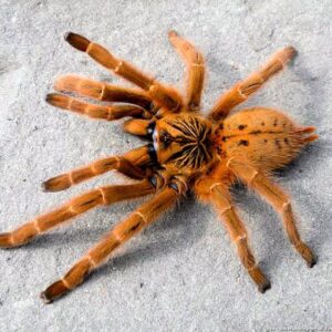 P.murinus ♀ (Orange Baboon Tarantula)